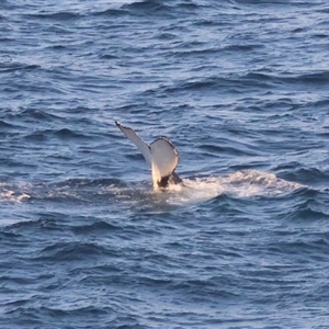Megaptera novaeangliae at Guerilla Bay, NSW - 28 Sep 2024 06:22 PM