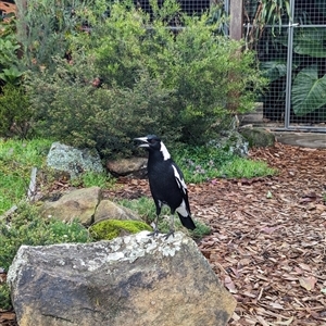 Gymnorhina tibicen at Mount Kembla, NSW - 13 May 2024