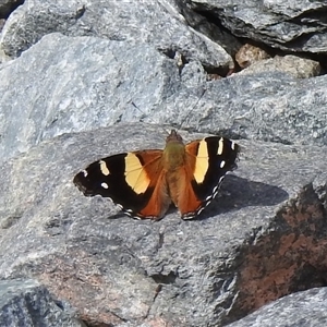 Vanessa itea at Mount Clear, ACT - 29 Sep 2024