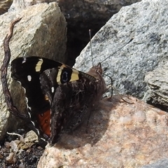 Vanessa itea at Mount Clear, ACT - 29 Sep 2024