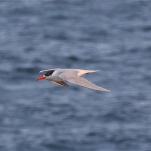 Hydroprogne caspia at Guerilla Bay, NSW - 28 Sep 2024