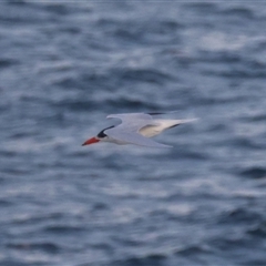 Hydroprogne caspia at Guerilla Bay, NSW - 28 Sep 2024