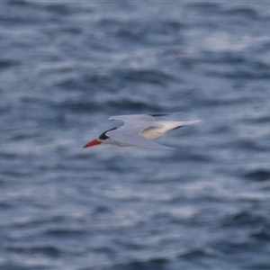 Hydroprogne caspia at Guerilla Bay, NSW - 28 Sep 2024 06:30 PM