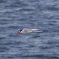 Hydroprogne caspia at Guerilla Bay, NSW - 28 Sep 2024