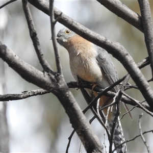 Cacomantis flabelliformis at Mount Clear, ACT - 29 Sep 2024