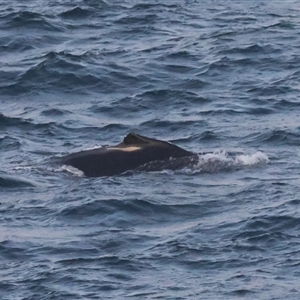 Megaptera novaeangliae at Guerilla Bay, NSW - 28 Sep 2024