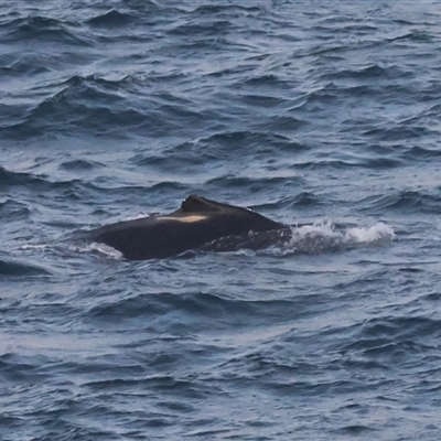 Megaptera novaeangliae (Humpback Whale) at Guerilla Bay, NSW - 28 Sep 2024 by LisaH