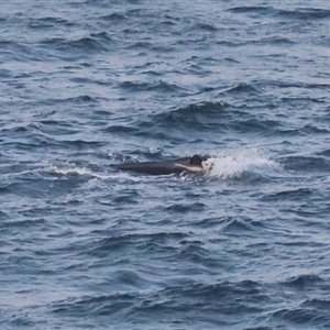 Megaptera novaeangliae at Guerilla Bay, NSW - 28 Sep 2024