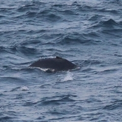 Megaptera novaeangliae at Guerilla Bay, NSW - 28 Sep 2024