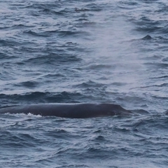 Megaptera novaeangliae at Guerilla Bay, NSW - 28 Sep 2024