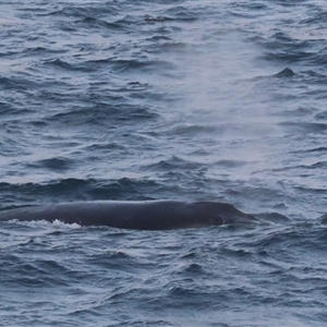 Megaptera novaeangliae at Guerilla Bay, NSW - 28 Sep 2024