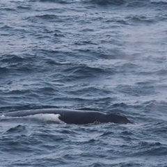 Megaptera novaeangliae at Guerilla Bay, NSW - 28 Sep 2024