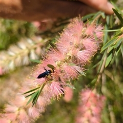 Scolia (Discolia) verticalis (Yellow-headed hairy flower wasp) at Mount Kembla, NSW - 7 Feb 2024 by BackyardHabitatProject