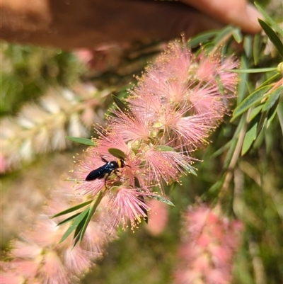 Scolia (Discolia) verticalis (Yellow-headed hairy flower wasp) at Mount Kembla, NSW - 7 Feb 2024 by BackyardHabitatProject