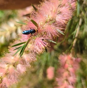 Scolia (Discolia) verticalis at Mount Kembla, NSW - 7 Feb 2024