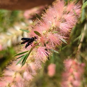 Scolia (Discolia) verticalis at Mount Kembla, NSW - 7 Feb 2024