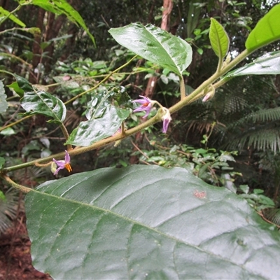 Solanum magnifolium at Mossman Gorge, QLD - 30 Sep 2022 by Jase