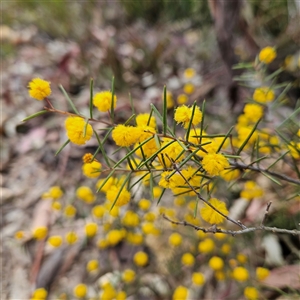 Acacia brownii at Bombay, NSW - 27 Sep 2024