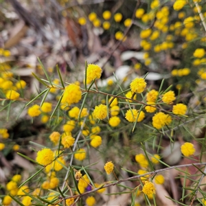 Acacia brownii at Bombay, NSW - 27 Sep 2024