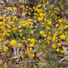 Acacia brownii at Bombay, NSW - 27 Sep 2024