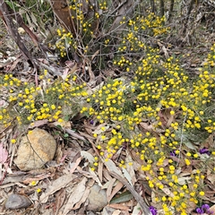 Acacia brownii at Bombay, NSW - 27 Sep 2024