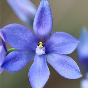 Thelymitra ixioides at Moruya, NSW - suppressed