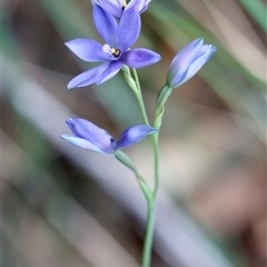 Thelymitra ixioides at Moruya, NSW - suppressed