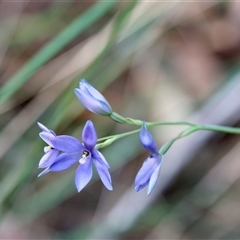 Thelymitra ixioides at Moruya, NSW - suppressed