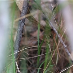 Thelymitra ixioides at Moruya, NSW - suppressed