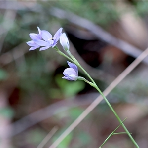 Thelymitra ixioides at Moruya, NSW - suppressed