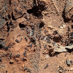 Myrmecia sp., pilosula-group (Jack jumper) at Mount Clear, ACT - 29 Sep 2024 by HelenCross