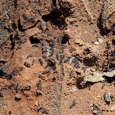 Myrmecia sp., pilosula-group (Jack jumper) at Mount Clear, ACT - 29 Sep 2024 by HelenCross