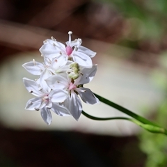 Burchardia umbellata (Milkmaids) at Moruya, NSW - 29 Sep 2024 by LisaH