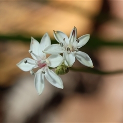 Burchardia umbellata at Moruya, NSW - 29 Sep 2024