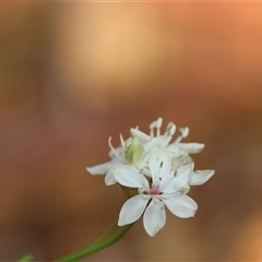 Burchardia umbellata at Moruya, NSW - 29 Sep 2024