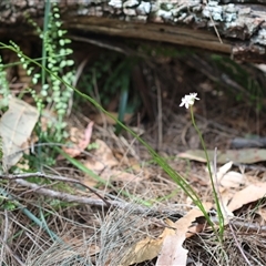 Burchardia umbellata at Moruya, NSW - 29 Sep 2024