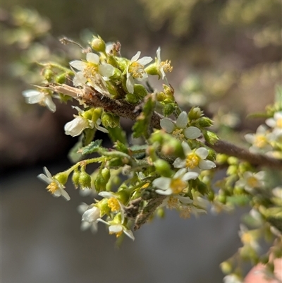 Gynatrix pulchella (Hemp Bush) at Mount Clear, ACT - 29 Sep 2024 by HelenCross