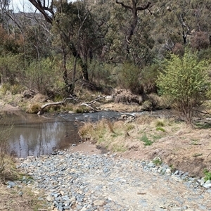 Gynatrix pulchella at Mount Clear, ACT - 29 Sep 2024