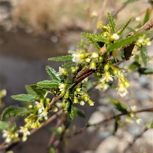 Gynatrix pulchella at Mount Clear, ACT - 29 Sep 2024