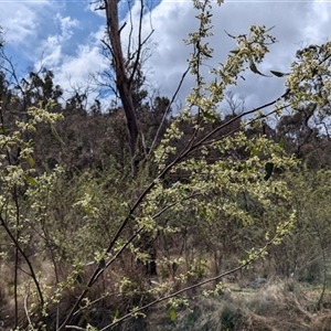 Gynatrix pulchella at Mount Clear, ACT - 29 Sep 2024