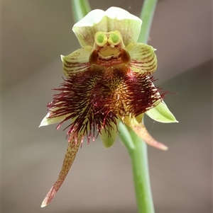 Calochilus paludosus at Moruya, NSW - suppressed