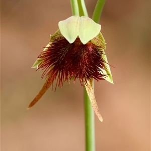 Calochilus paludosus at Moruya, NSW - suppressed