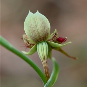 Calochilus paludosus at Moruya, NSW - suppressed