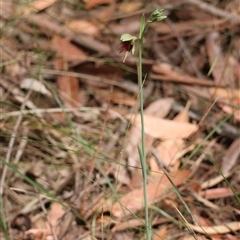 Calochilus paludosus at Moruya, NSW - suppressed