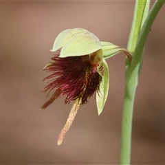 Calochilus paludosus at Moruya, NSW - suppressed