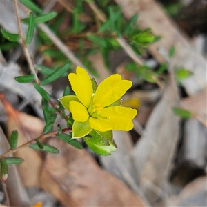 Hibbertia empetrifolia subsp. empetrifolia at Bombay, NSW - 27 Sep 2024