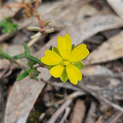 Hibbertia empetrifolia subsp. empetrifolia at Bombay, NSW - 27 Sep 2024