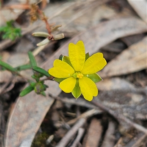 Hibbertia empetrifolia subsp. empetrifolia at Bombay, NSW - 27 Sep 2024