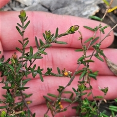 Hibbertia empetrifolia subsp. empetrifolia at Bombay, NSW - 27 Sep 2024