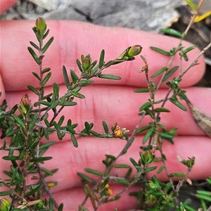 Hibbertia empetrifolia subsp. empetrifolia at Bombay, NSW - 27 Sep 2024